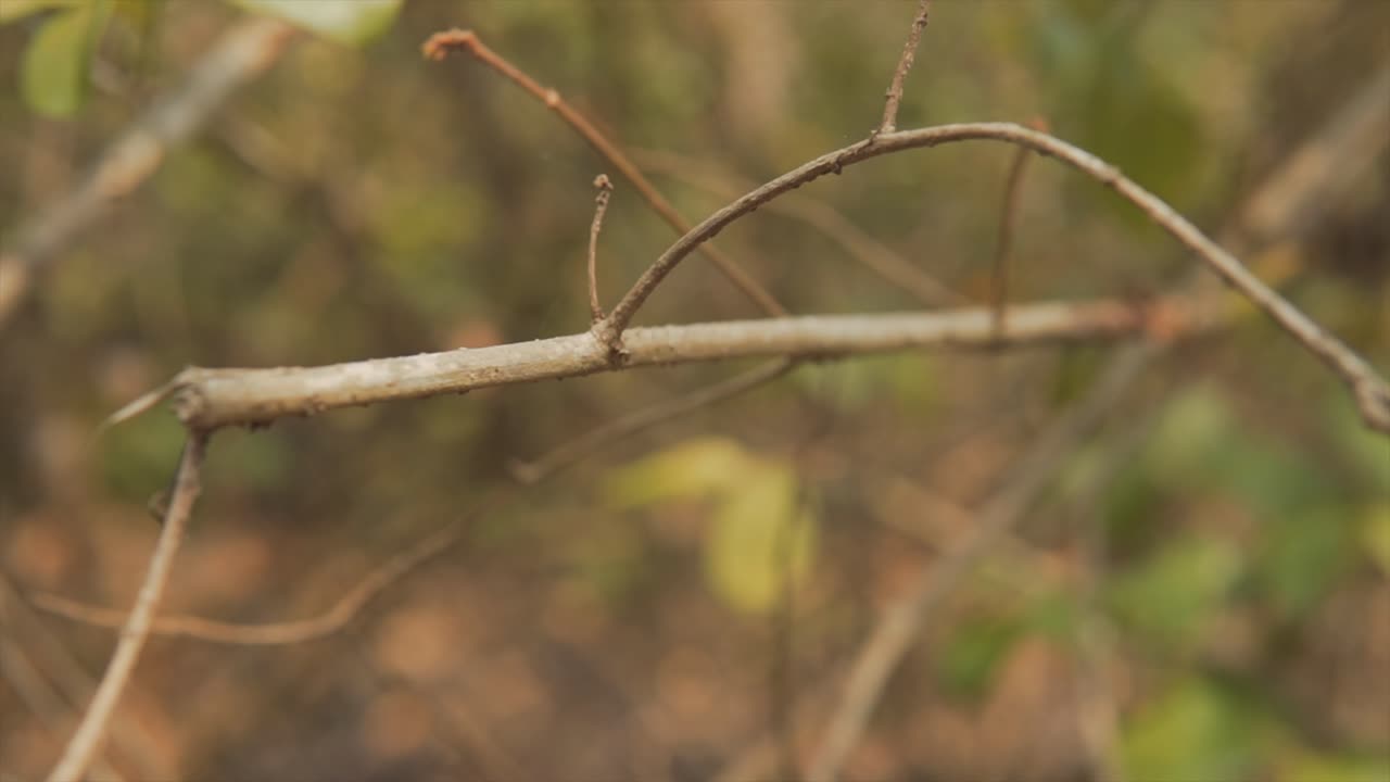 In this shot, a tree branch adorned with vibrant green leaves takes center stage, sharply in focus, while the background provides a beautiful blur, adding depth and contrast to the scene