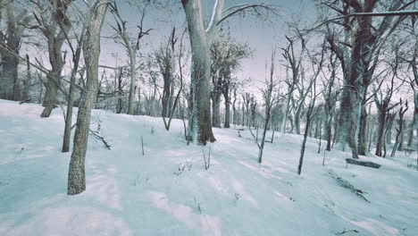 Wald-Im-Winter-Bei-Sonnenuntergang