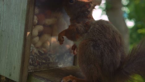 Primer-Plano-De-Una-Ardilla-Peluda-Comiendo-Y-Mordisqueando-Una-Nuez-En-La-Terraza-De-Una-Casa-De-Nueces-Casera