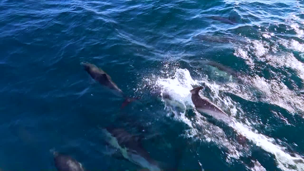 꼬투리에서 헤엄치는 일반적인 돌고래들이 반짝이는 바다에서 수면을 부수고 있습니다.
