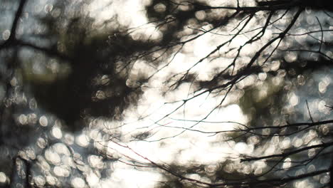 Branches-silhouette-with-beautiful-bokeh-on-the-sea-in-background-sun-flares