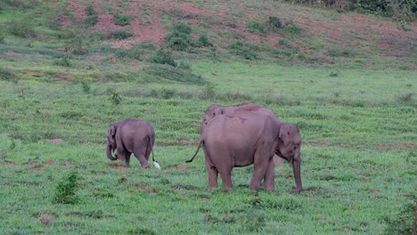 the asiatic elephants are endangered species and they are also residents of thailand