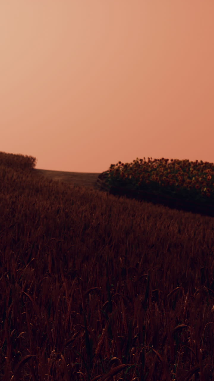 puesta de sol sobre un campo de trigo