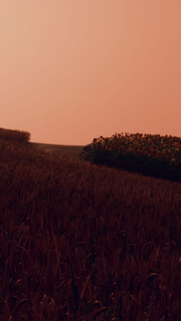 puesta de sol sobre un campo de trigo