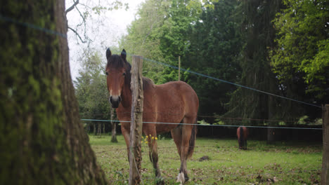 Beautiful-general-slow-motion-shot-of-a-beautiful-brown-horse-with-black-hair-approaching-the-camera-inside-a-corral-on-the-farm-in-a-green-field-near-Cantabria,-Spain,-during-a-cloudy-afternoon