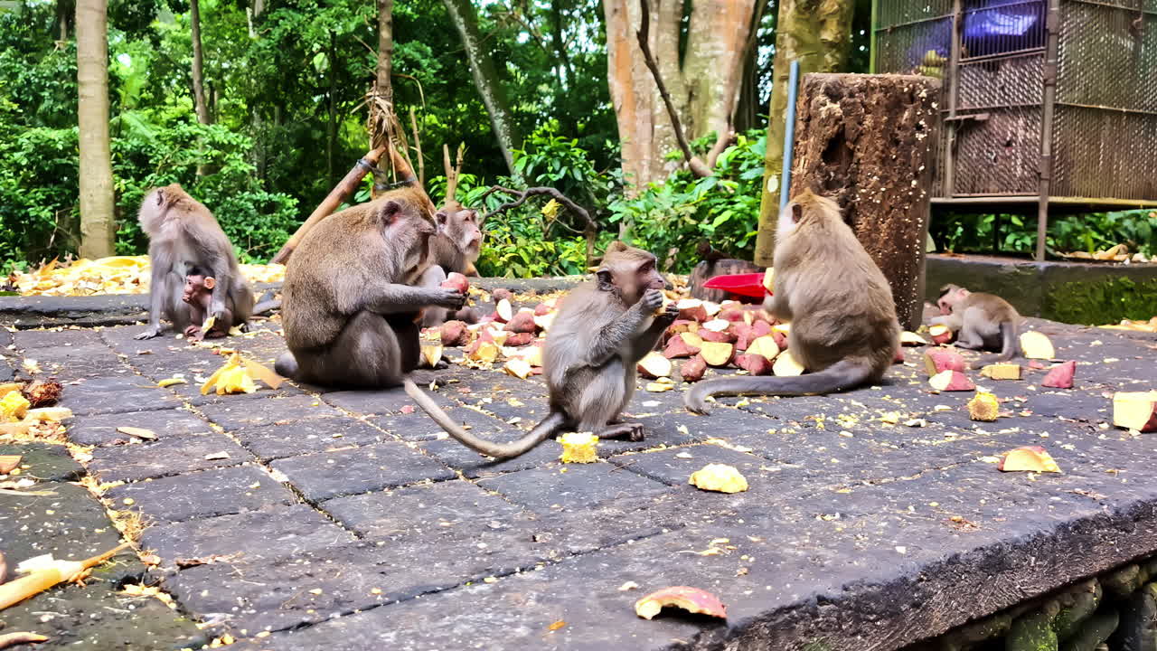 Monkeys with their family enjoying fruits provided to them at Monkey Forest in Bali, Indonesia