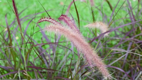 gentle movement of grass in a breeze