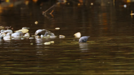 Pájaro-Cazo-Americano-Buscando-Alimento-En-Un-Río-Forestal-Poco-Profundo