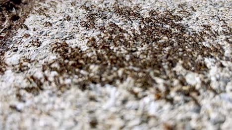 ants swarm on sidewalk in may