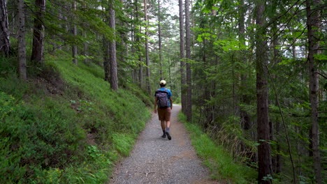 impresionantes paisajes dentro de un exuberante bosque verde con un excursionista masculino caminando por él