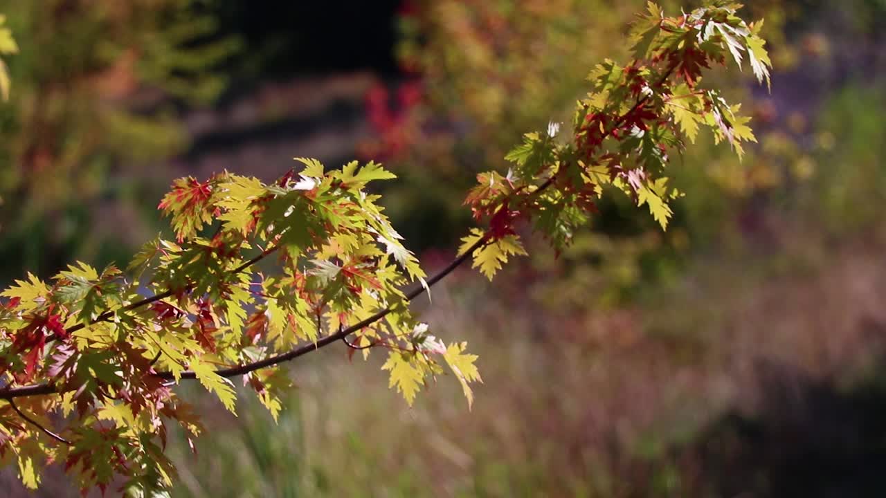 Red And Orange Fall Leaves Blowing In The Wind 20 Second Slow Motion Video