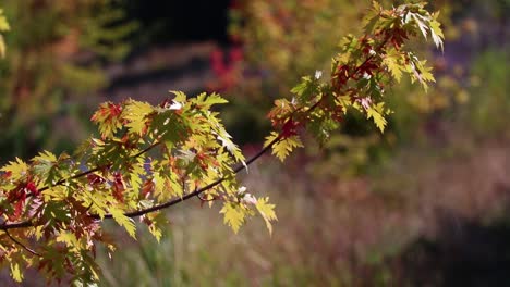 red and orange fall leaves blowing in the wind 20 second slow motion video