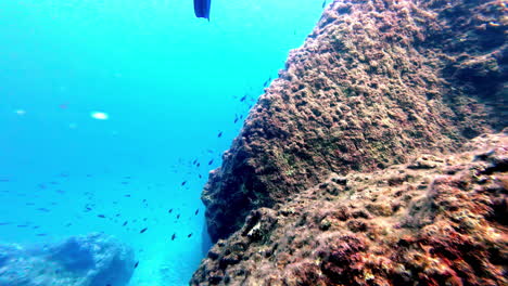 Kleine-Fische-Schwimmen-In-Einem-Kristallklaren-Meeresriff