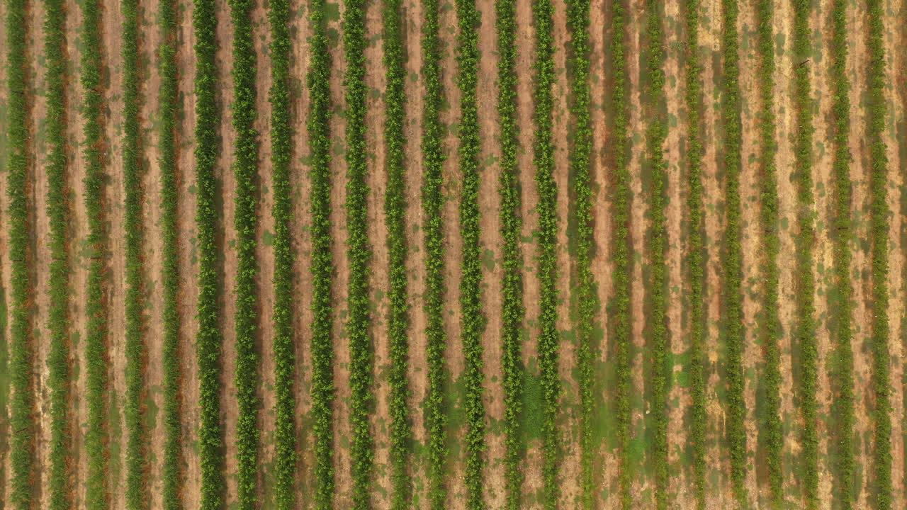 viñedo en sudáfrica fotografía superior hermosas hojas verdes y líneas de vides perfectas