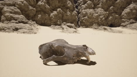 animal skull in a desert canyon