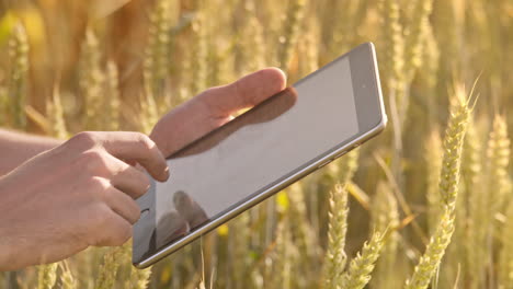 male hand touch tablet computer in wheat ears. agriculture technology