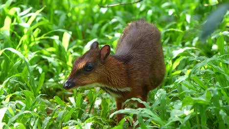 kanchil (mouse deer) in lush green forest
