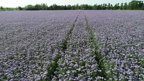 drone-fly-above-a-colorful-purple-green-field-of-phacelia,-scorpionweed,-heliotrope-blooming-during-spring-season