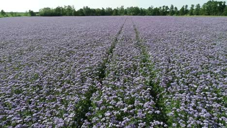drones vuelan sobre un colorido campo verde púrpura de phacelia, escorpión y heliotropo que florecen durante la temporada de primavera