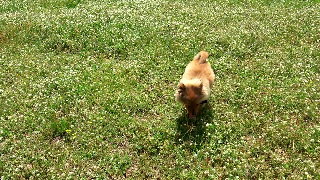 Running poppy dog