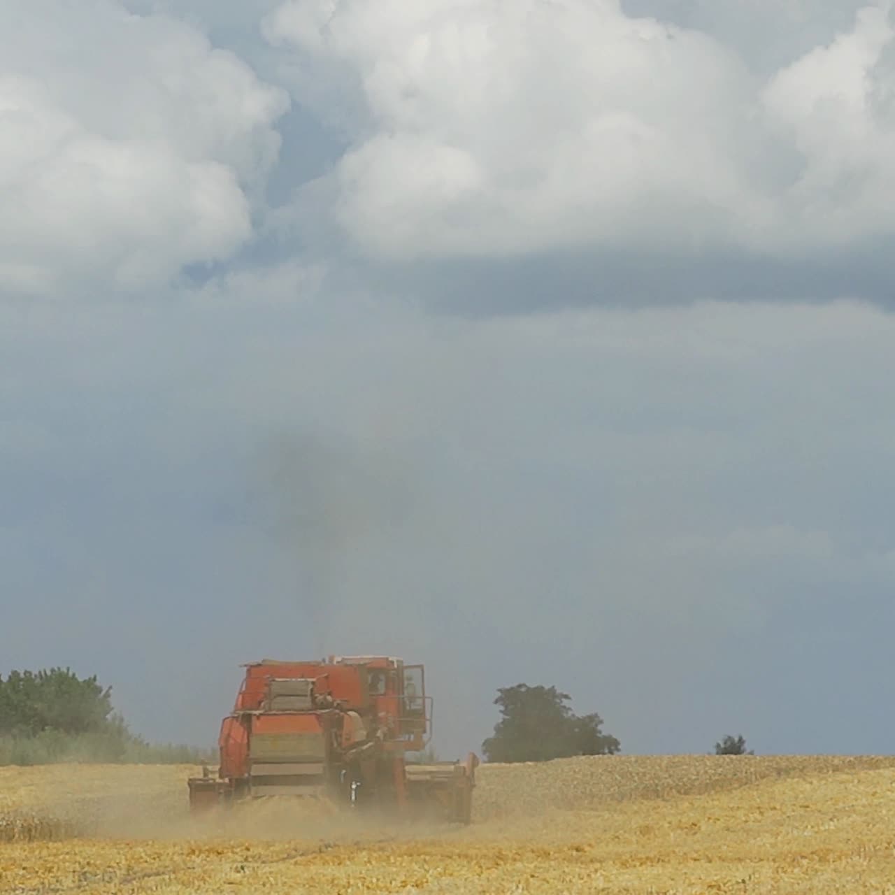 Combine harvester gathers the wheat. Harvesting grain field, crop season. Agriculture