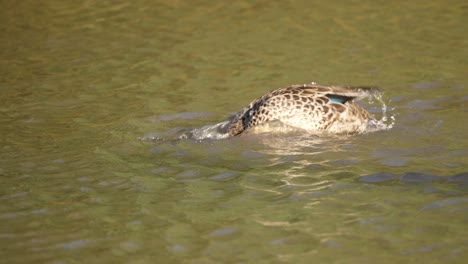 african yellow billed duck dabbling in water dunks head repeatedly, follow shot