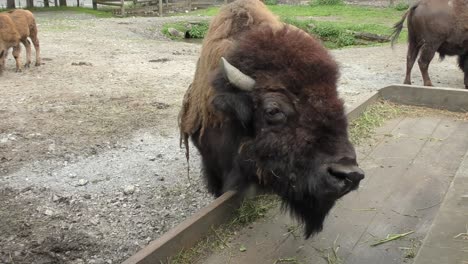 gran bisonte europeo comiendo hierba en la caja de madera dentro de la granja en austria