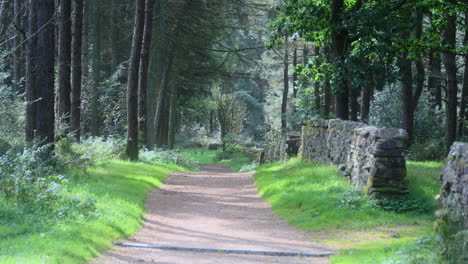 deserted forest path sprinkled with sunlight on summer day