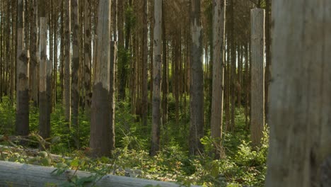 fell down damaged dead dry spruce trunk in forest hit by bark beetle in czech countryside