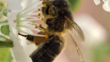 close up on a bees pollen covered legs whilst gathering on striking white flowers