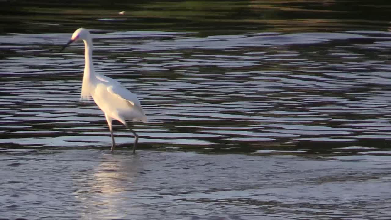 Snowy Egret, Egretta thula, fishing crazy on the shore of the lagoon, La Mancha, Veracruz, M&eacute;xico