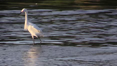 Schneereiher,-Egretta-Thula,-Verrücktes-Angeln-Am-Ufer-Der-Lagune,-La-Mancha,-Veracruz,-Mexiko