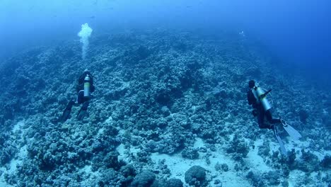 scuba divers on a coral reef in the ocean