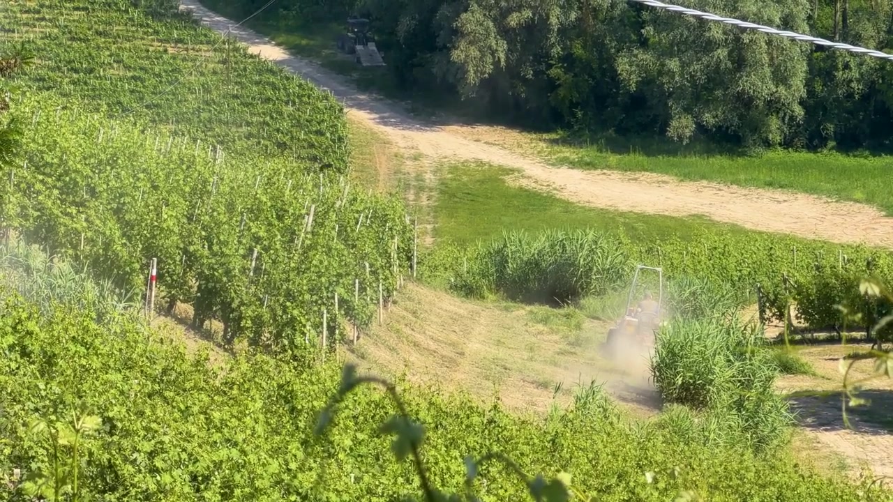 Inquadratura ampia di un trattore che irrora nebbia sulle viti in un vigneto collinare rurale