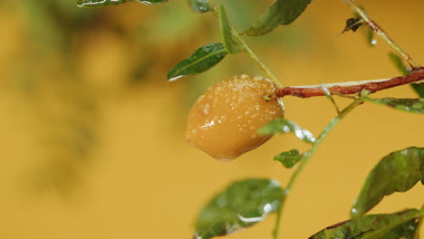 olive fruit in the rain