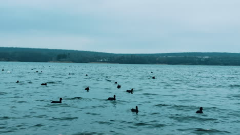 little black ducks with white beaks are floating on the grey river. wild birds surviving winter time on water.