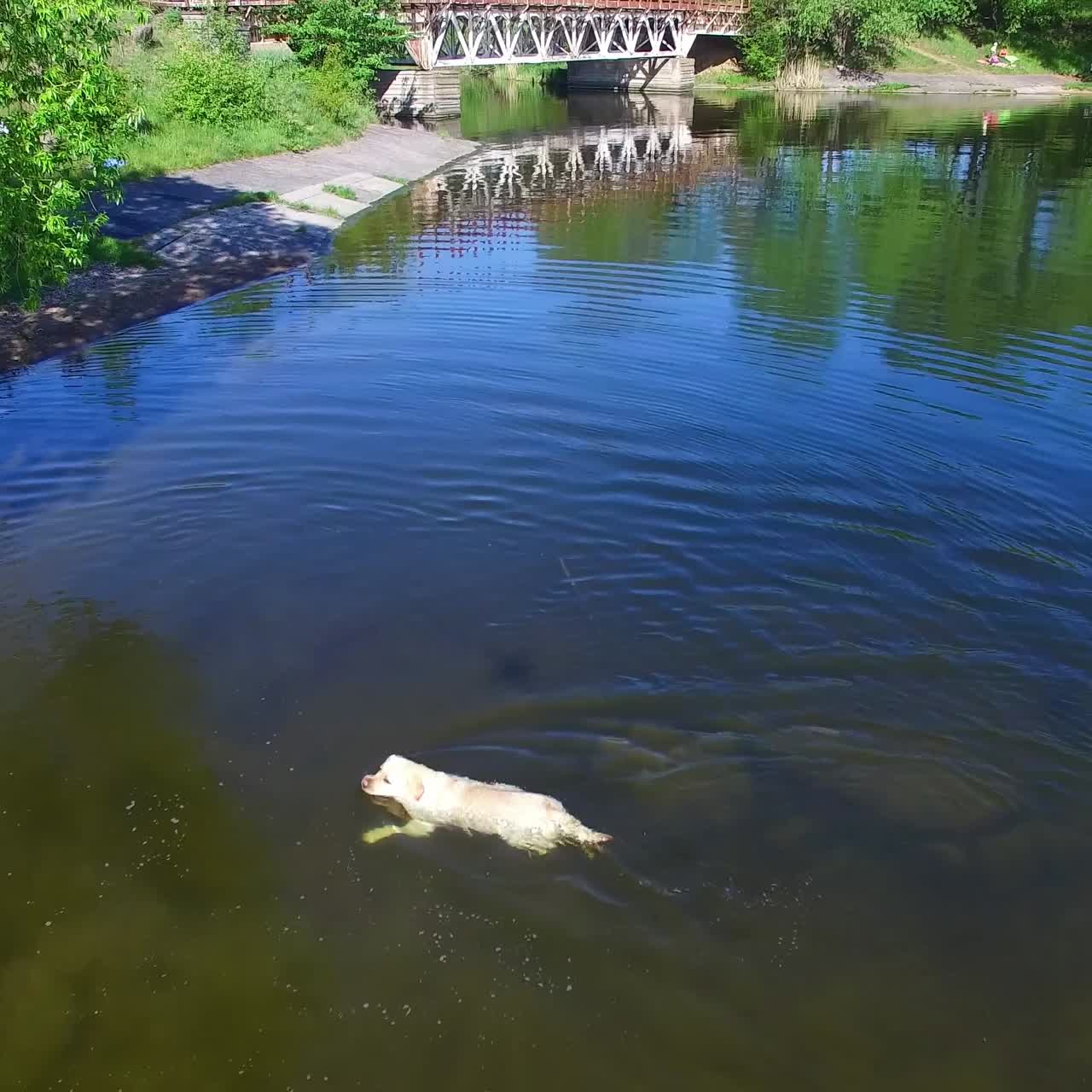 물 속 의 공 을 가진 개