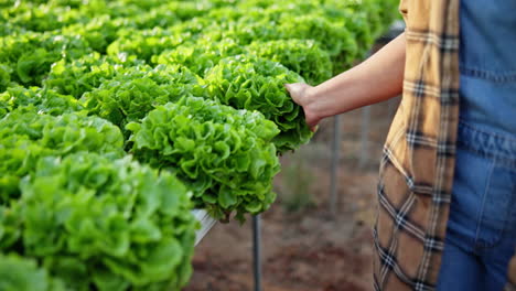 harvesting lettuce in a hydroponic farm
