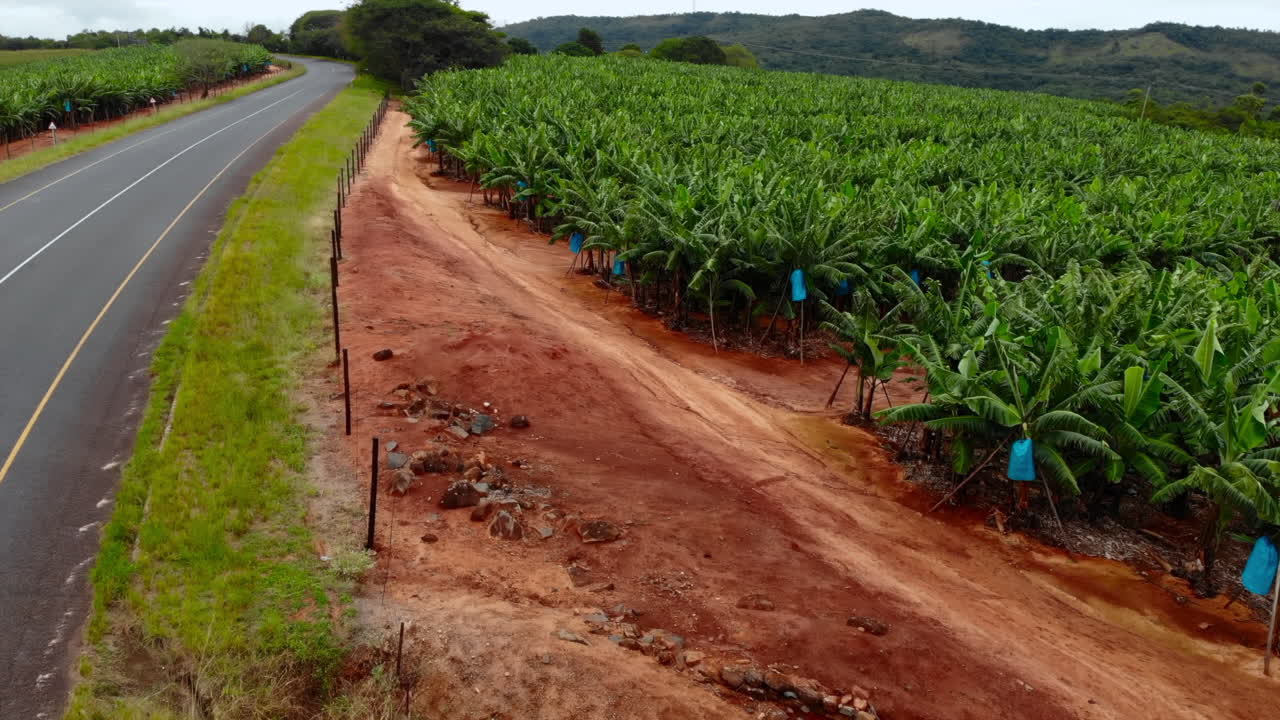 바나나 농장 의 공중 사진