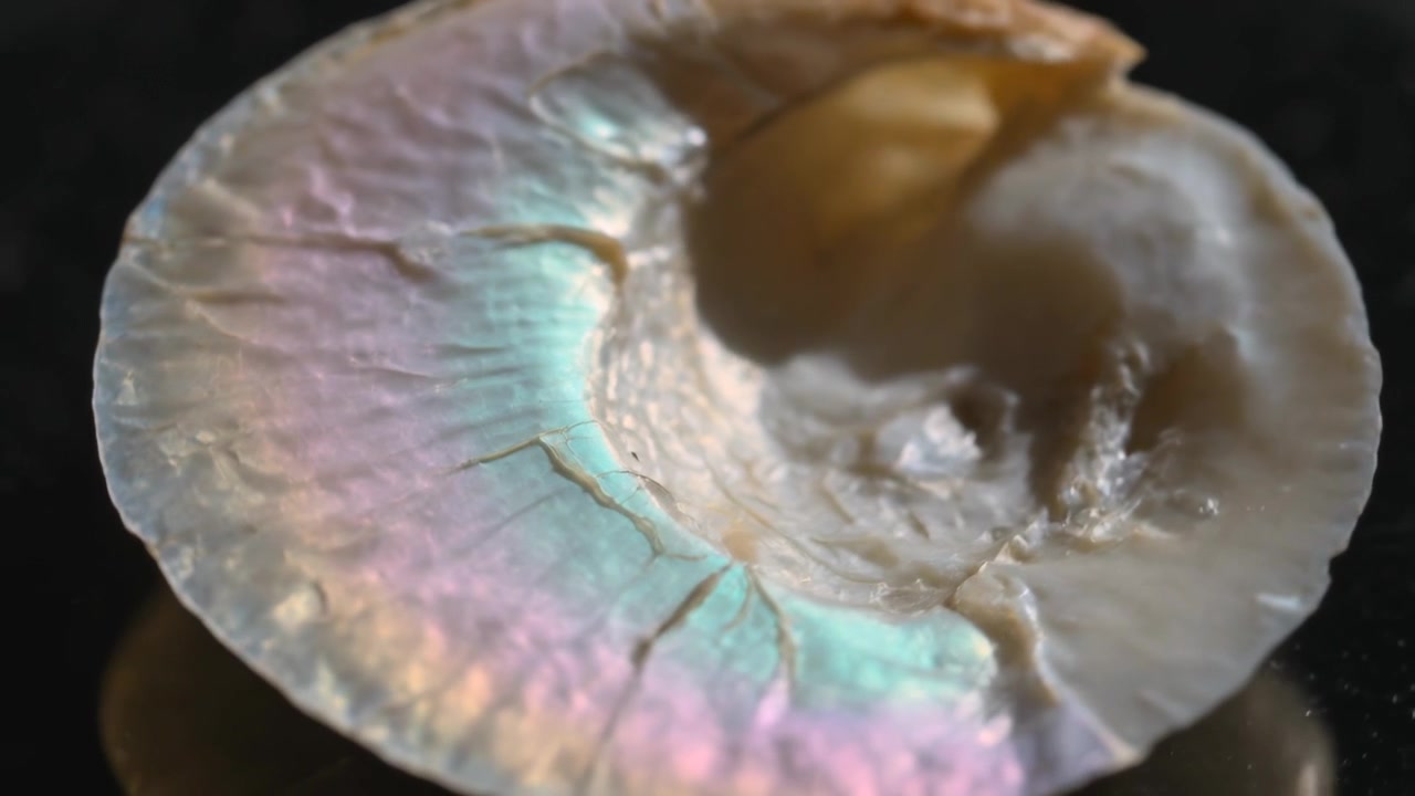 Shifting light and angle revealing nacre shell on dark table showing nacre glow and brown fleck