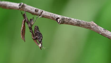 seen under the twig as if motionless and suddenly moves its tail as if puffing it and deflating it, parablepharis kuhlii, mantis, southeast asia