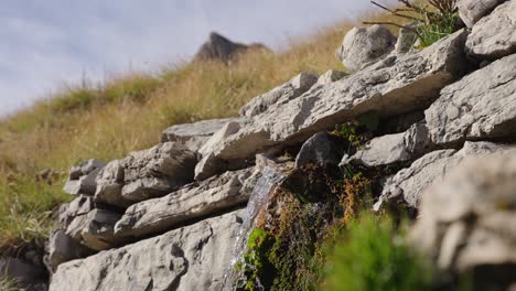 small natural spring flows gently from a crevice between moss-covered rocks in the alpine slopes of durmitor national park, montenegro
