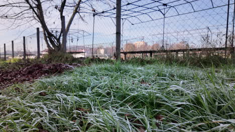 frosty grass with fence in winter morning