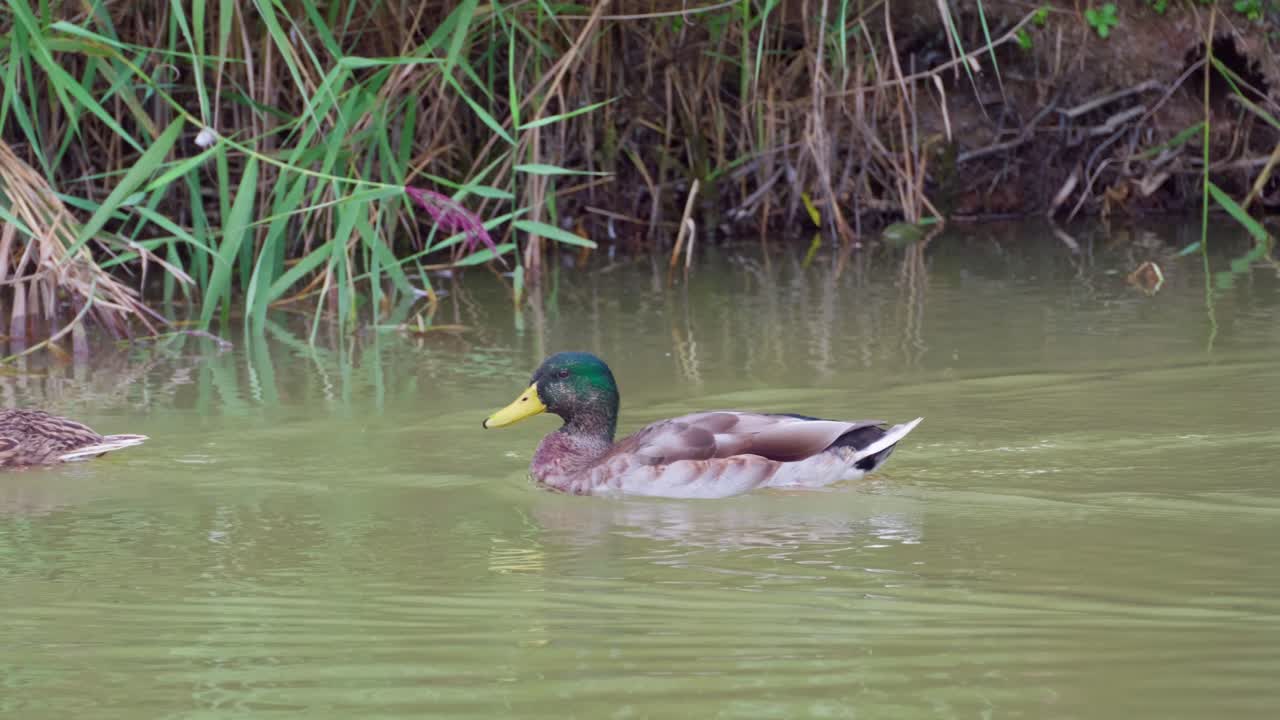 Anatre e uccelli acquatici in una scena estiva con acqua che scorre lentamente, canneto e una leggera brezza. Suoni della natura e uccelli canori tutt'intorno.