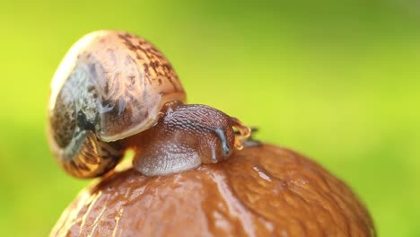 Close-up-of-a-snail-slowly-creeping-in-the-sunset-sunlight.