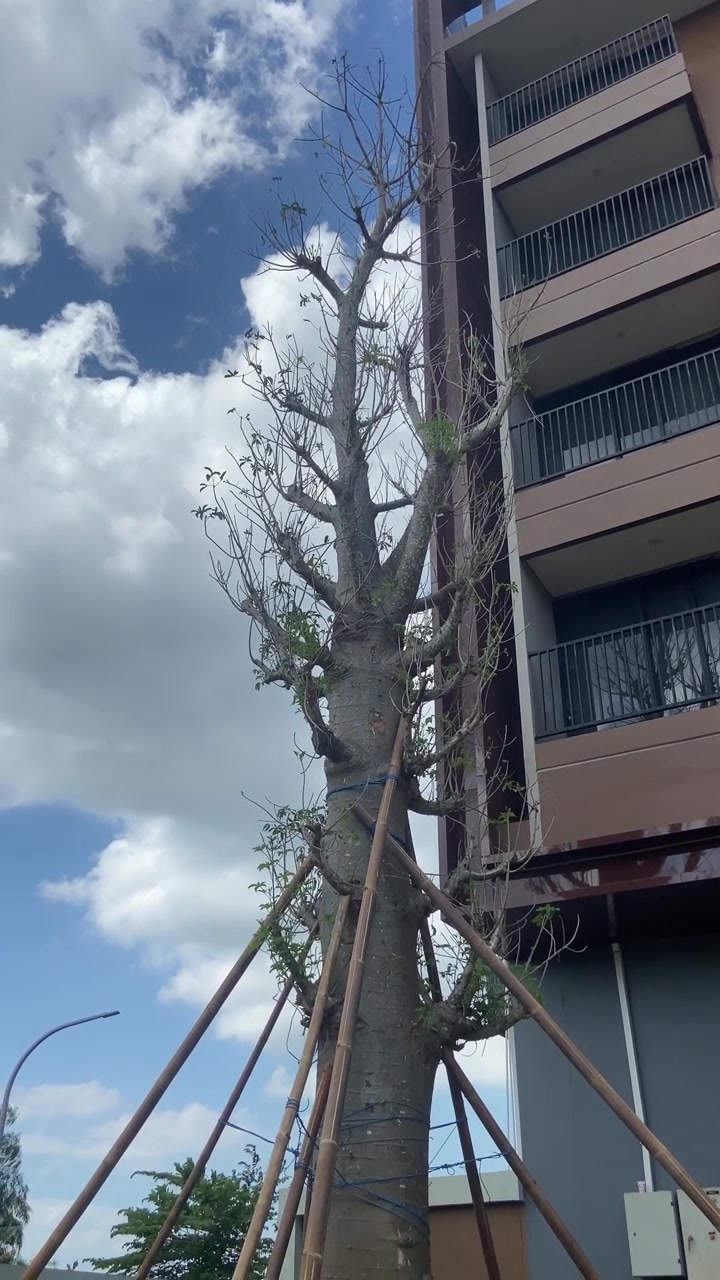 Árbol alto sin hojas con nuevos brotes sostenido por postes junto a un edificio moderno