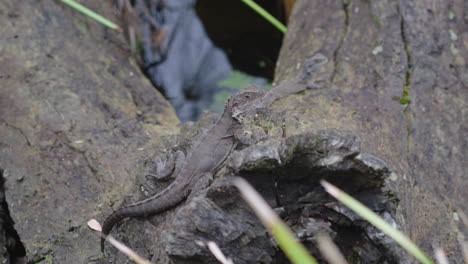 Lagarto-Salvaje-Sentado-En-La-Piedra-En-El-Desierto