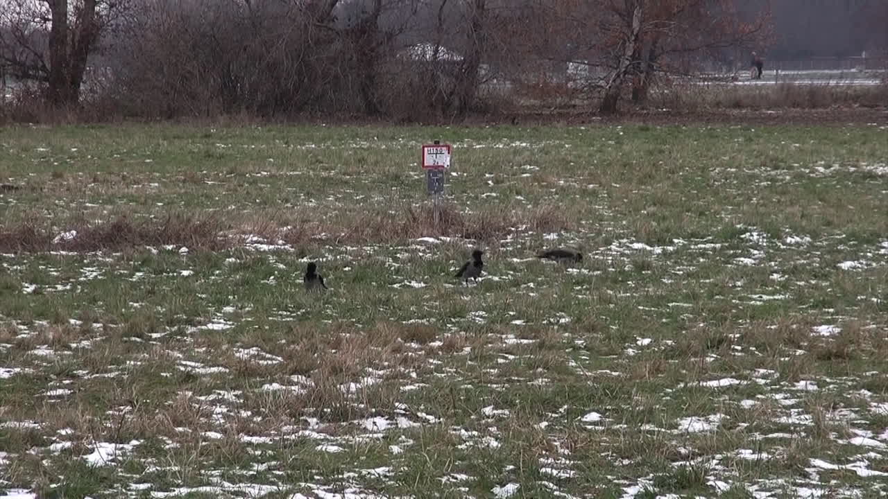 rastreando un pájaro en su vuelo de izquierda a derecha cuervo negro y gris volando en berlín neukoelln tempelhof aeropuerto alemania hd 30 fps 5 segundos