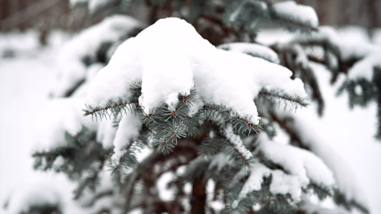 Green pine tree full of white snow in winter
