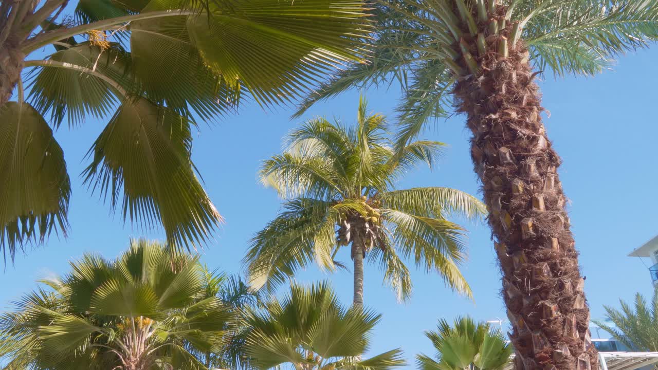 foto fija de cocoteros en el cielo azul del caribe, varios árboles.